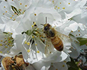 Bee Working Flowers